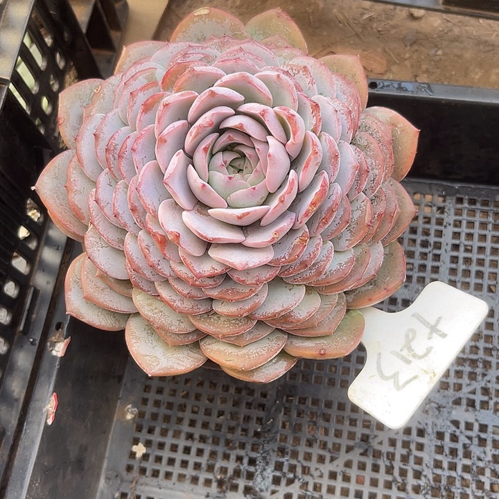 两单包邮，一物一拍213