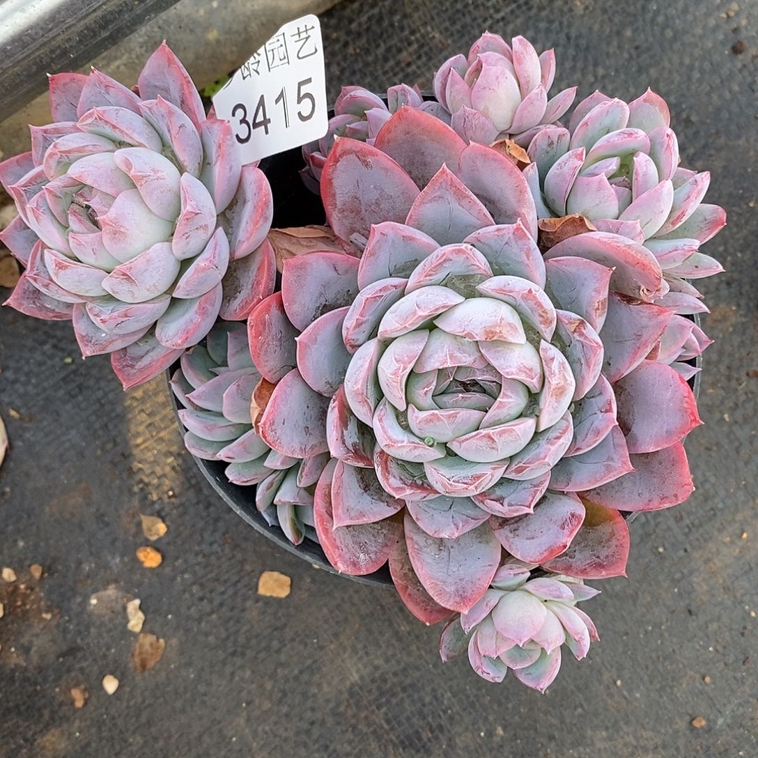 水***53415散群掉头不售后～12厘米