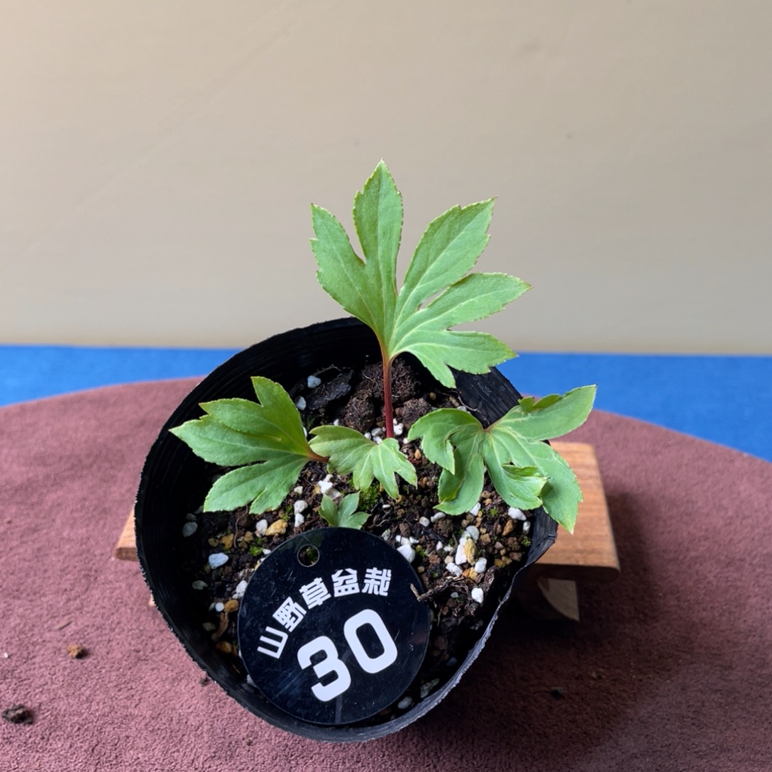 完全开放盆栽植物