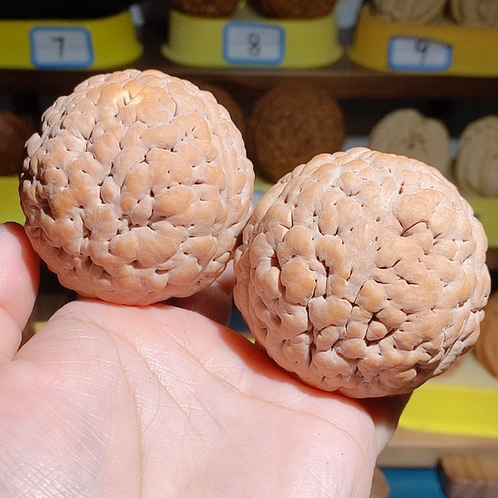 野生三瓣脑纹大金刚微微瑕5557