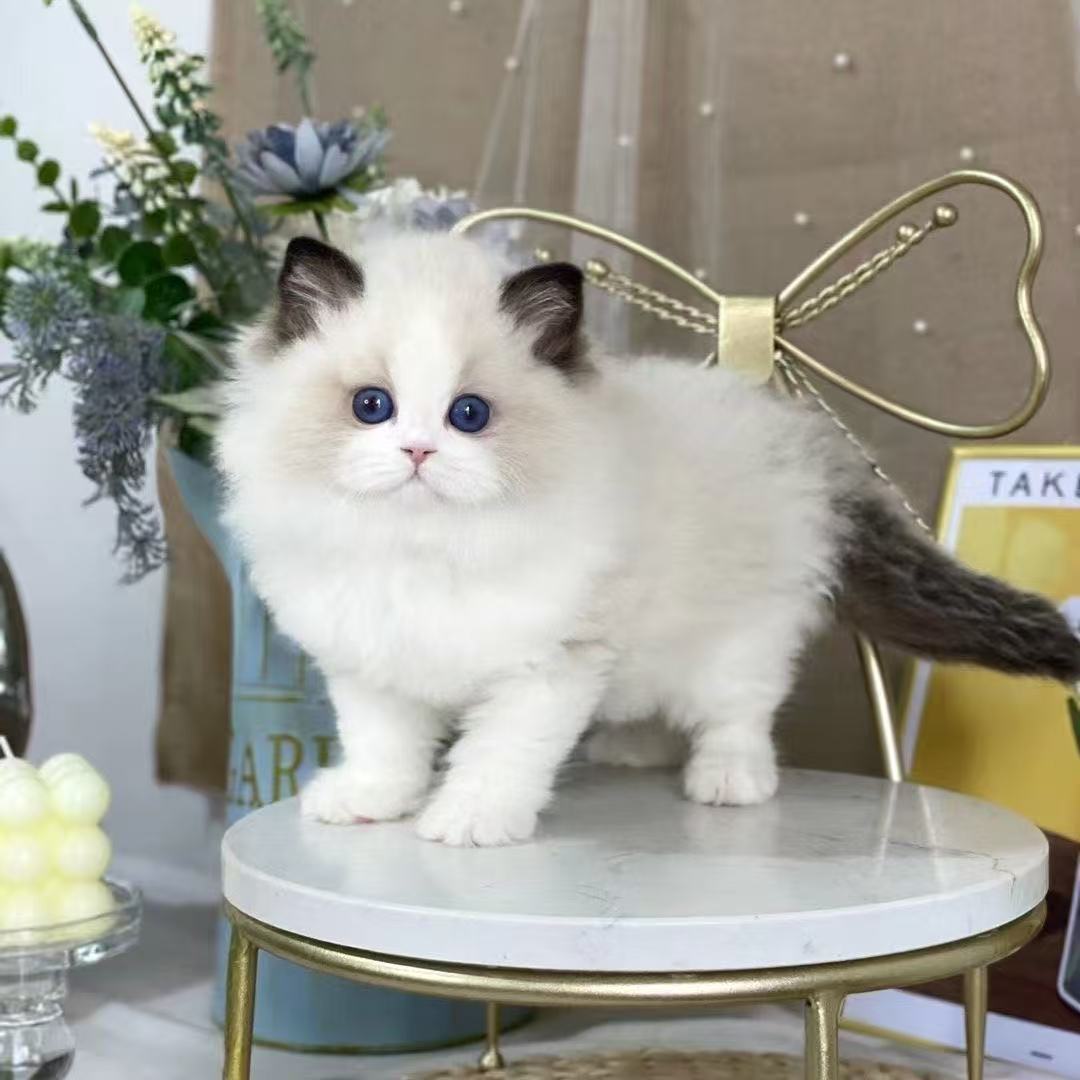 布偶猫活的幼崽波斯海双蓝色宠物猫蓝眼睛布偶仙女黏人小猫咪可爱