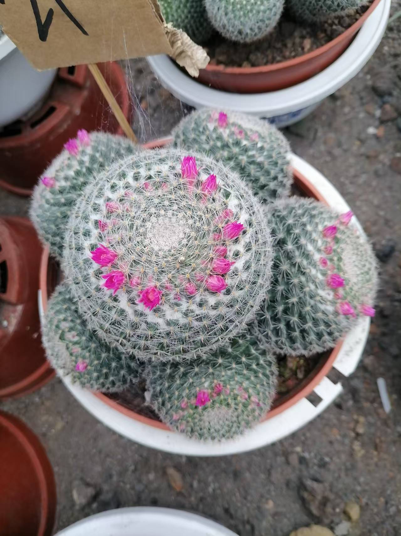 玉翁仙人球绿植盆栽带花苞开花防辐射室内好养多肉植物