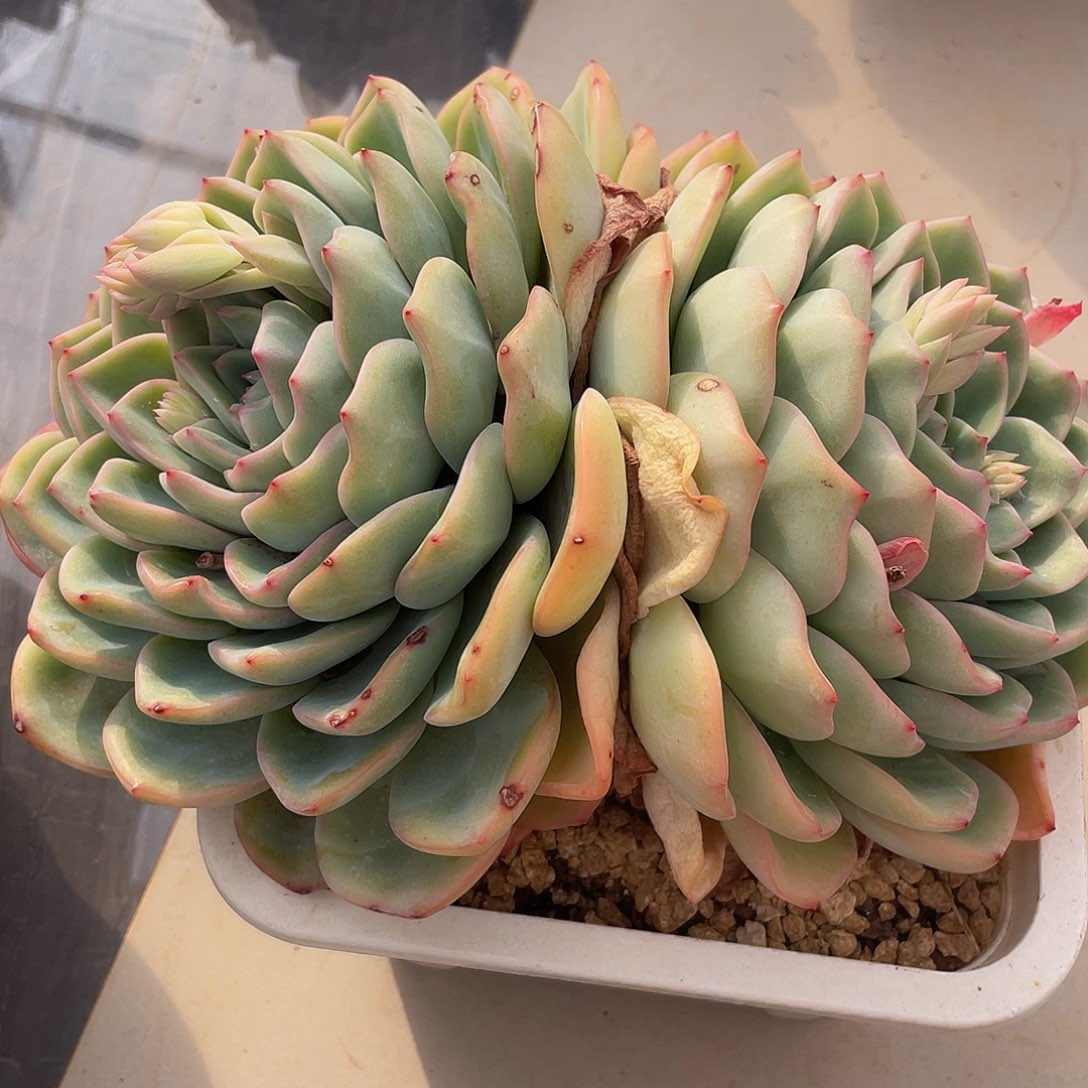 泡芙双头多肉多肉