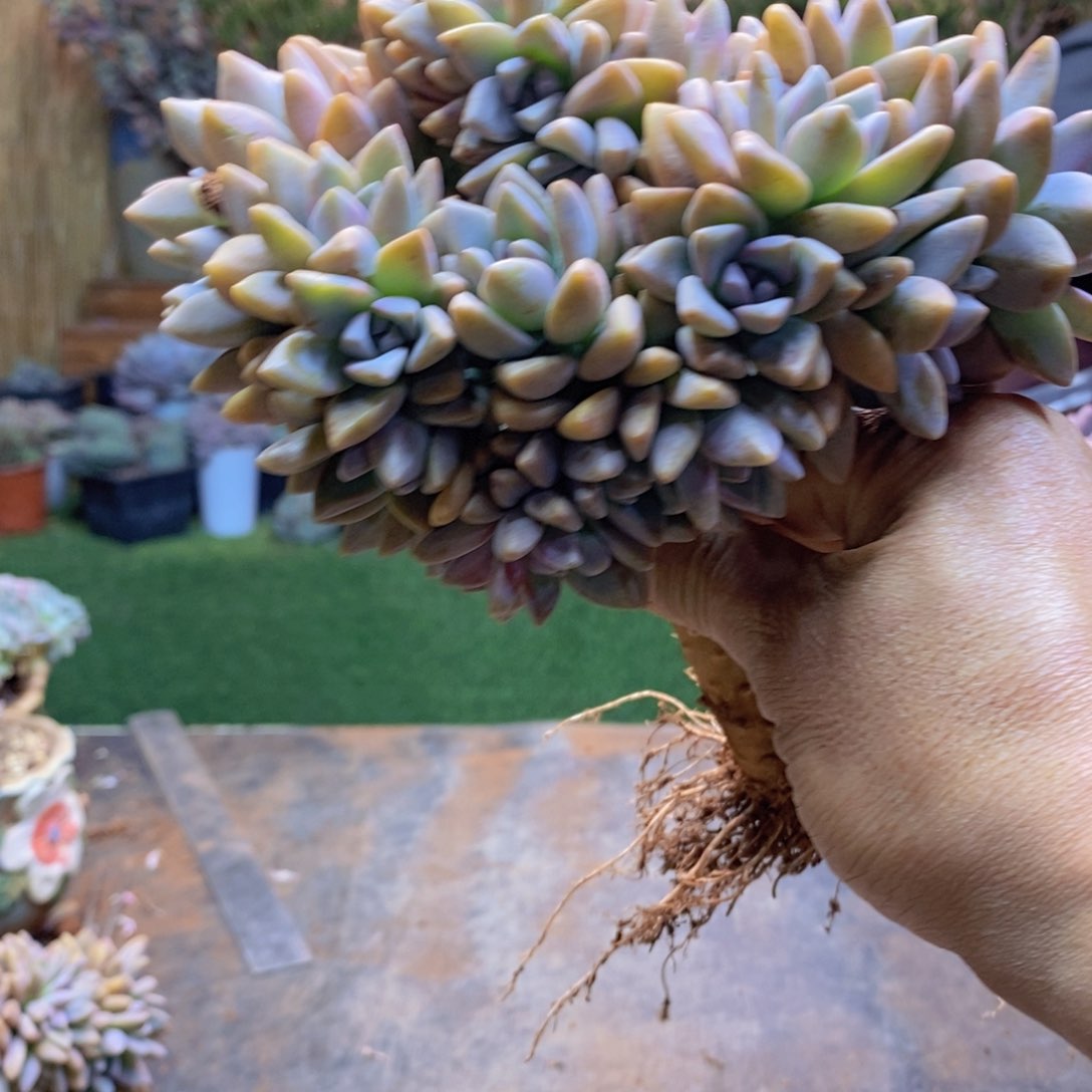 星**…139号淡雪缀多肉