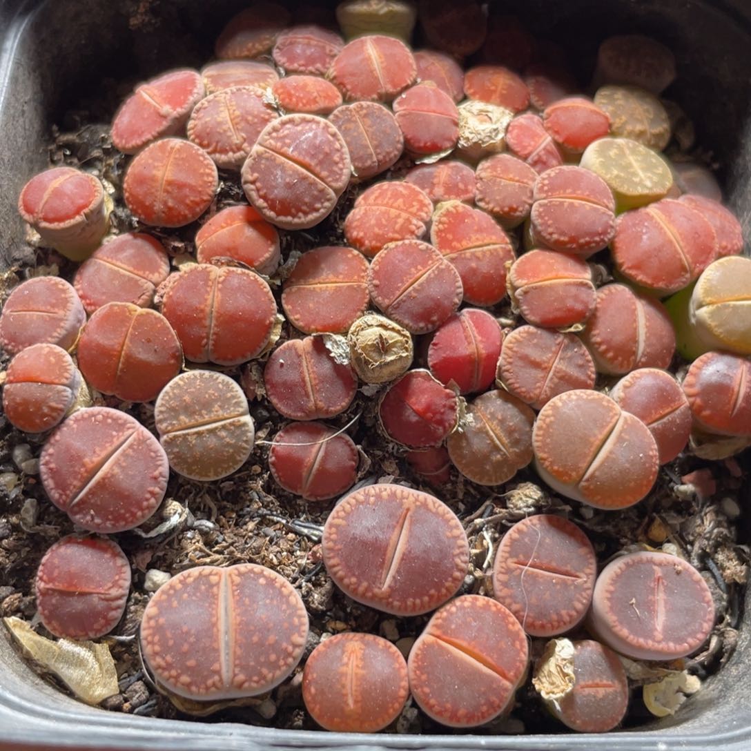 今晚大盆特价更新～15