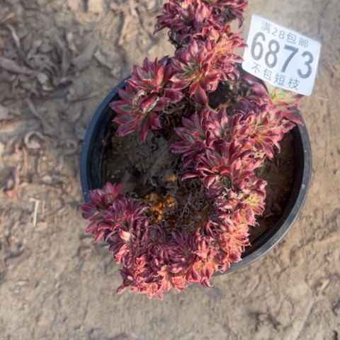 开***贝6873朱雀缀多肉植物法师