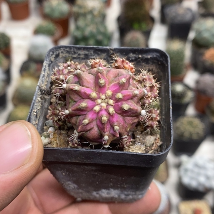 海神群特价福利特价