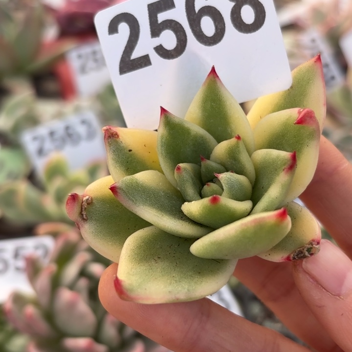 多肉植物满18包邮低于零下8度勿拍