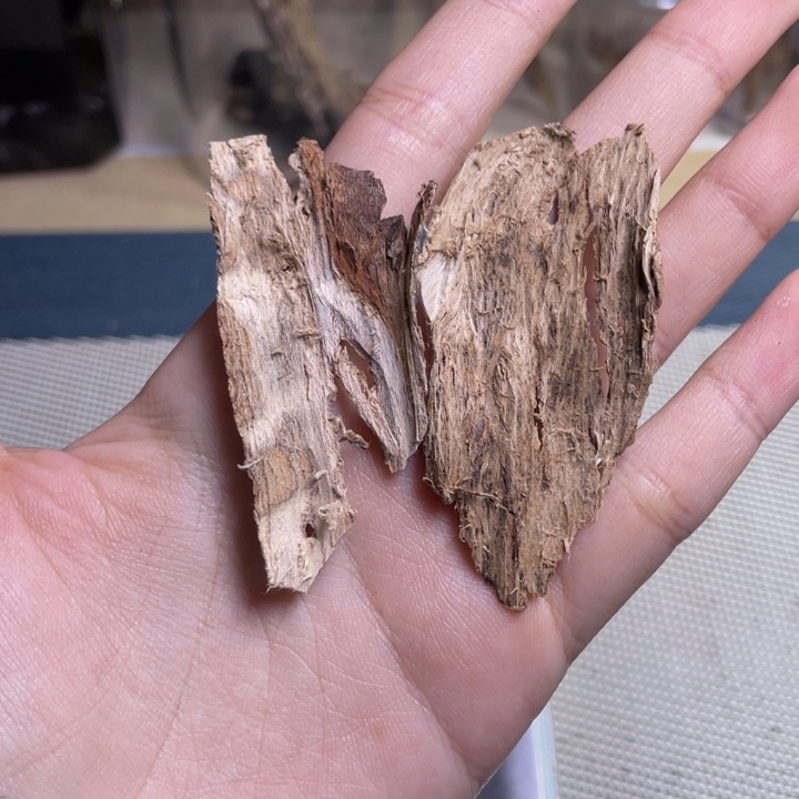 沉香广西虎斑棋树皮1.5克开播福利