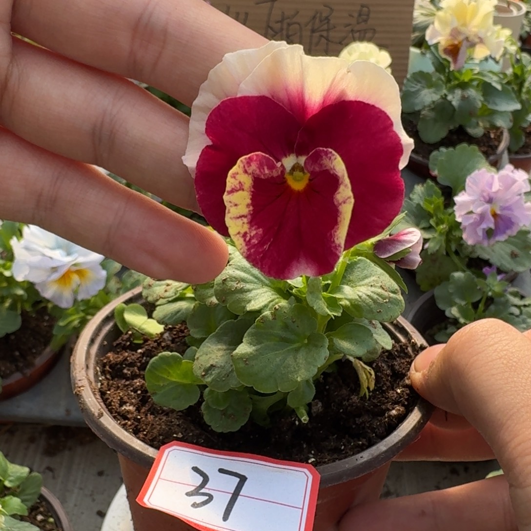 大部分花苞少量开放37