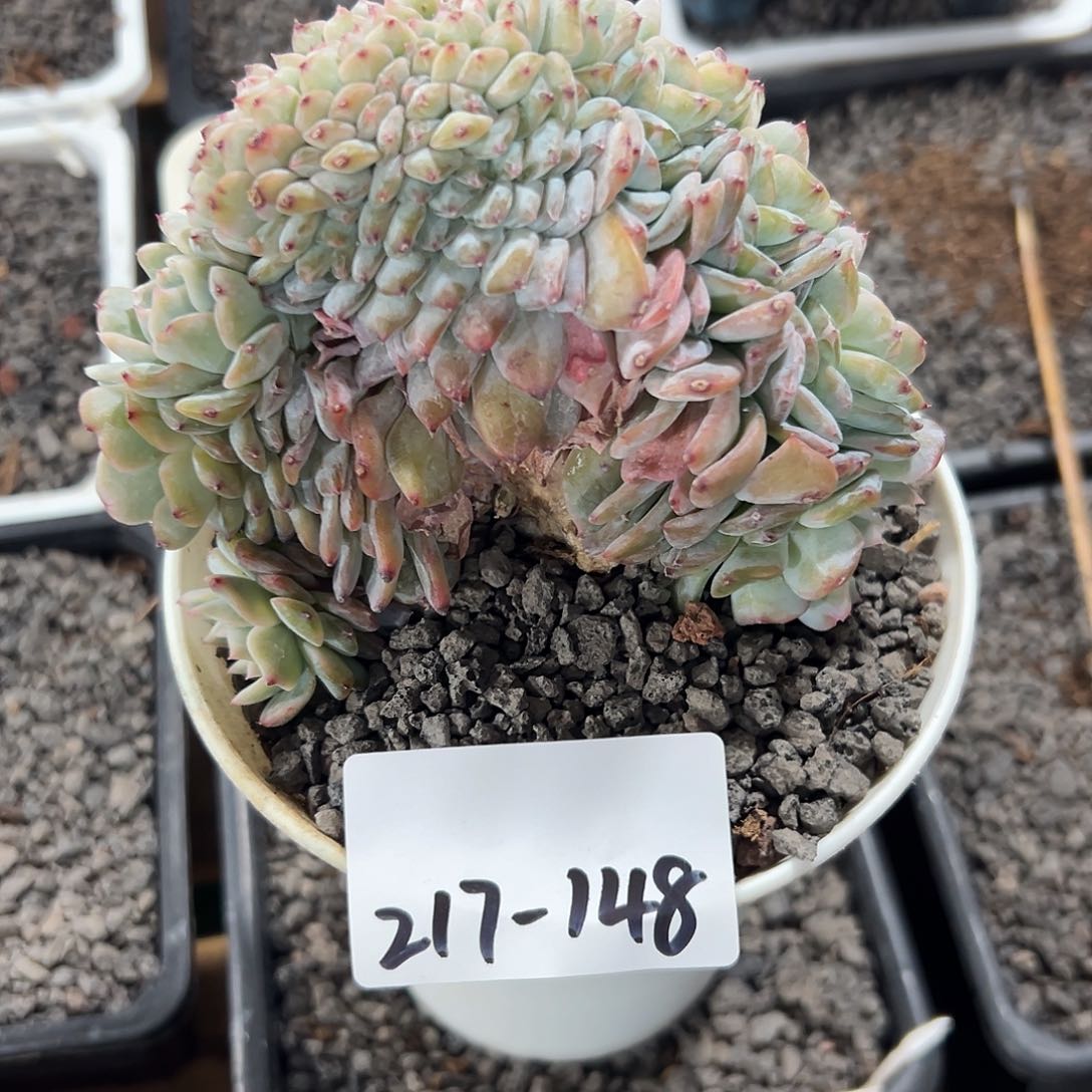 赖**凡217-148冰魄缀化多肉