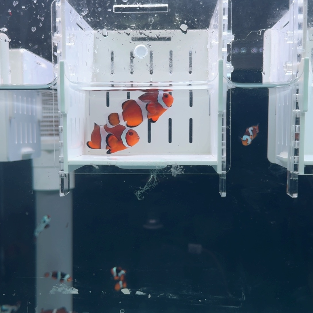 海水鱼5.5配4+黑边公子一对