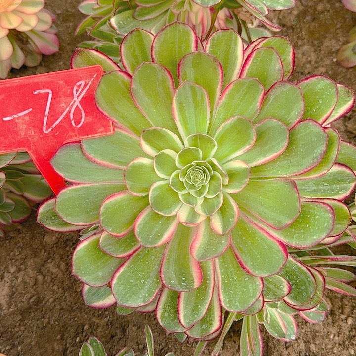 3-28孔雀翎多肉法师