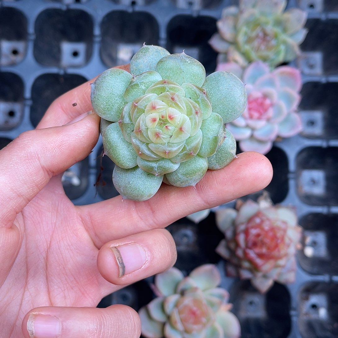 多肉一物一拍4-115