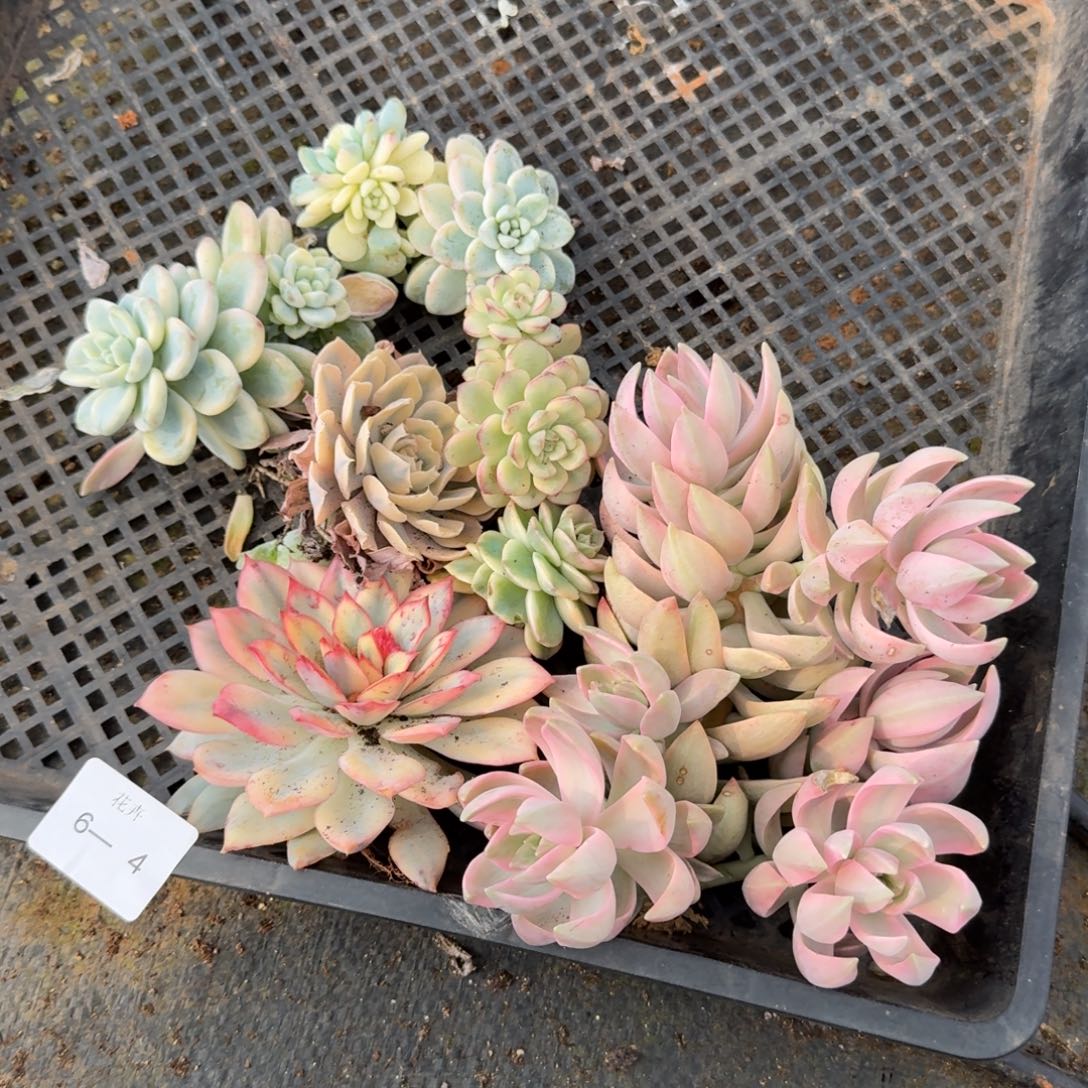 6-4锦六颗量拍发货