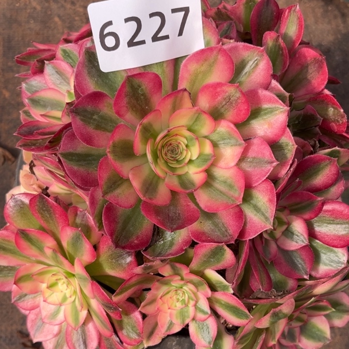 城***开倾城多肉发货发货