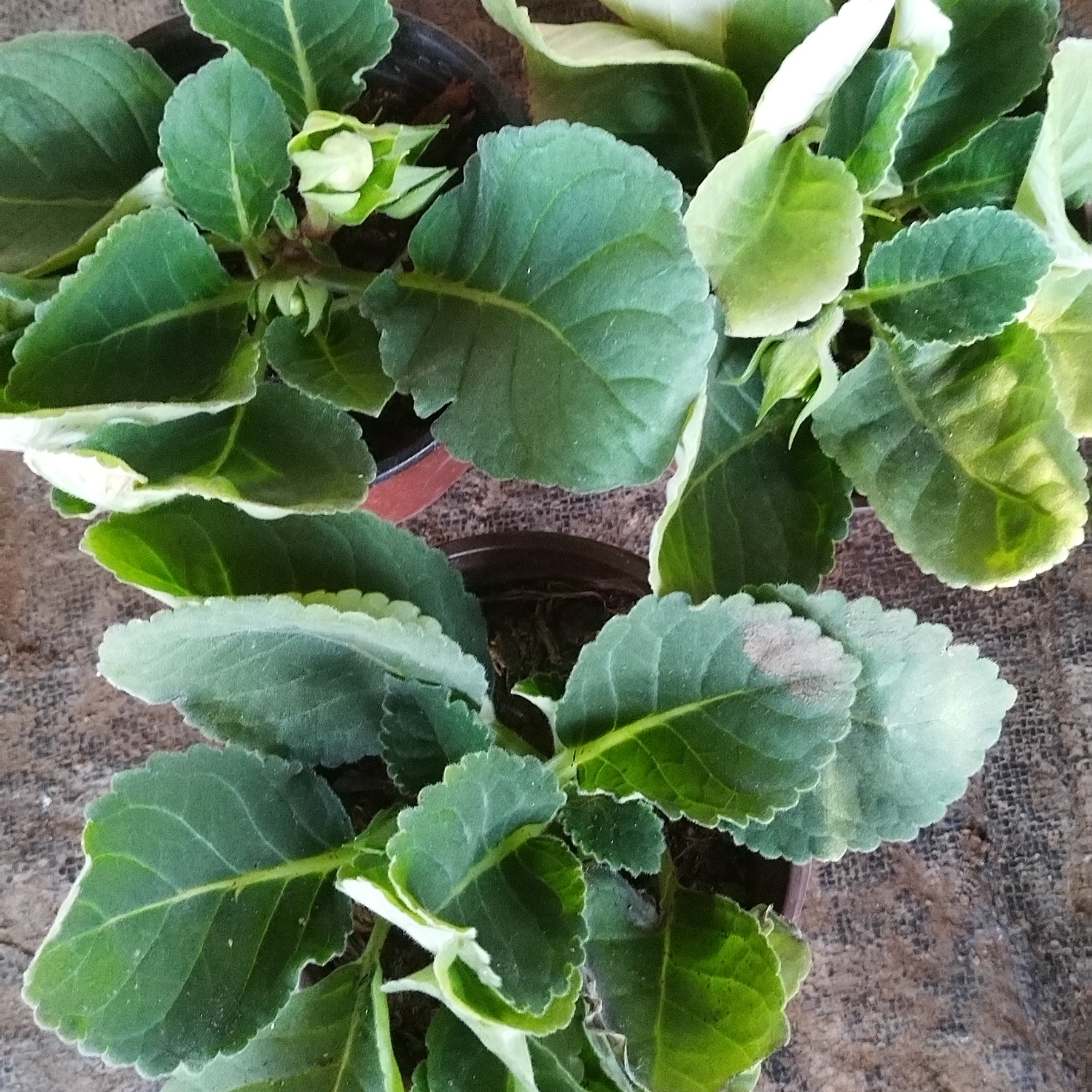 芙蓉3盆包邮到家