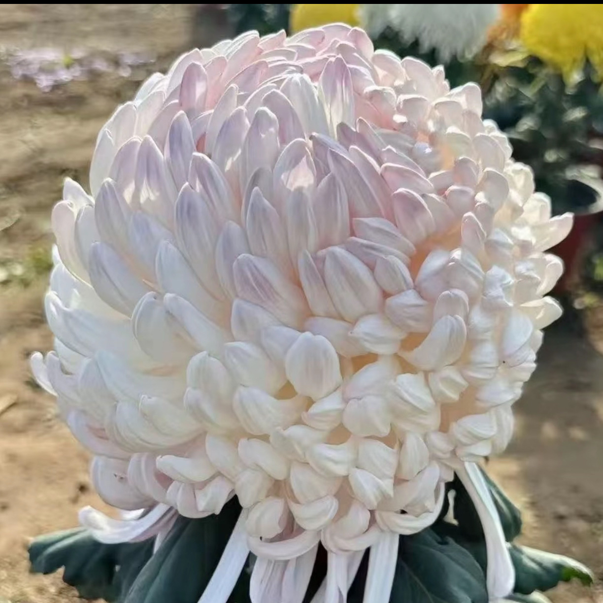 九月菊【国华初樱】大花富贵菊花，盆栽绿植室内好养活