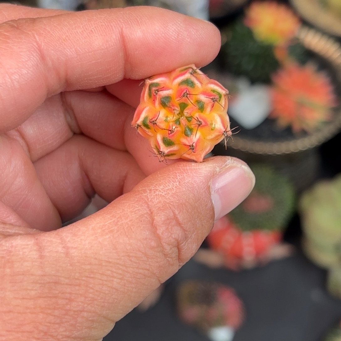 泰系米哈仙人球600