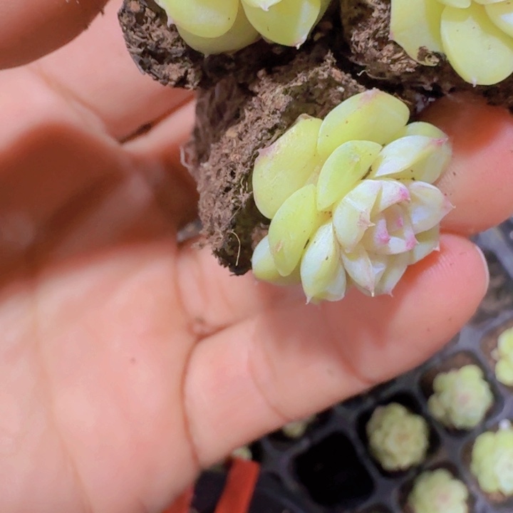 白天鹅琥珀五颗一组