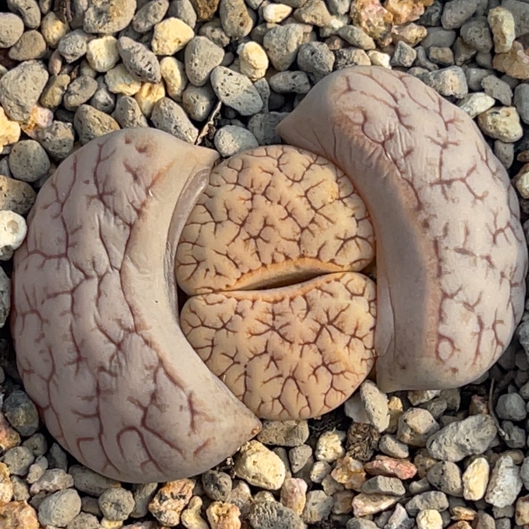 8754蜜纹铁189一颗