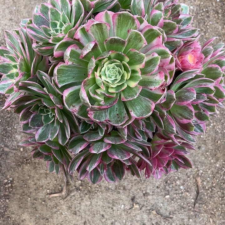 多肉植物粉体海王锦…………