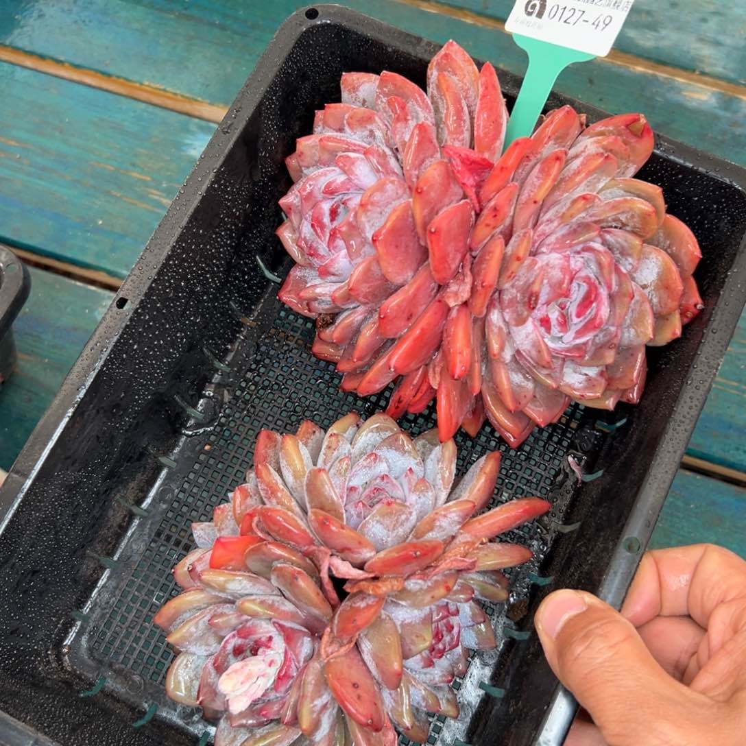 多肉一物一拍0127-49