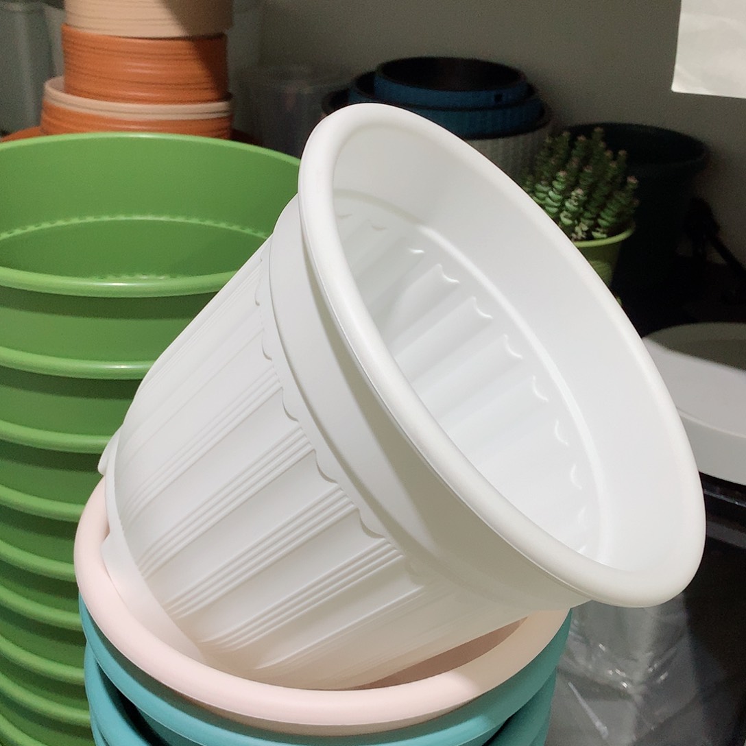 树脂罗马口24白5个无托