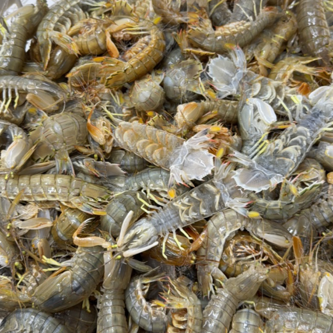 【保鲜不保活】本地皮皮虾 （均15~18条） 同城跑腿送