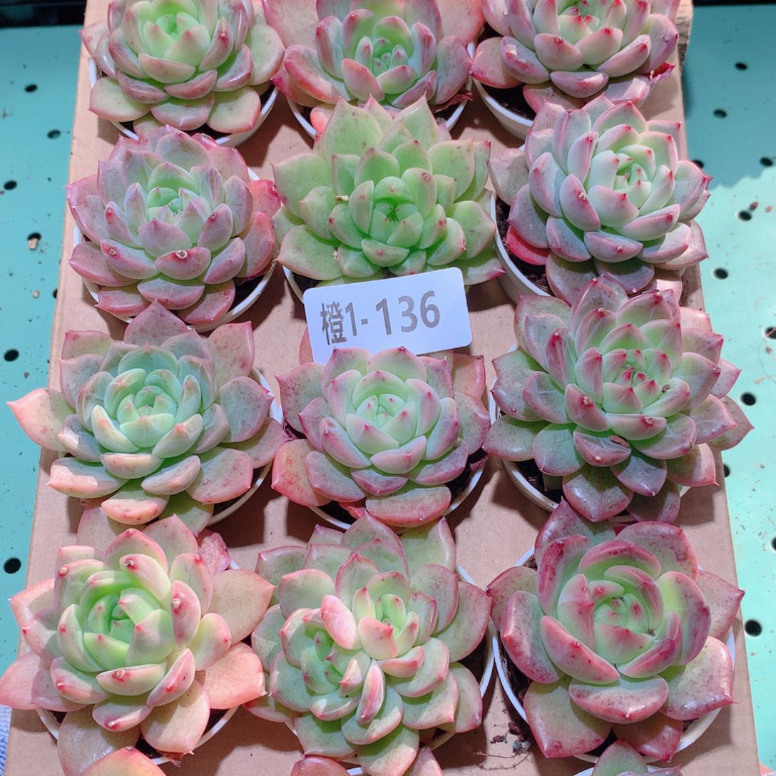 1-136一物一拍多肉带盆18颗