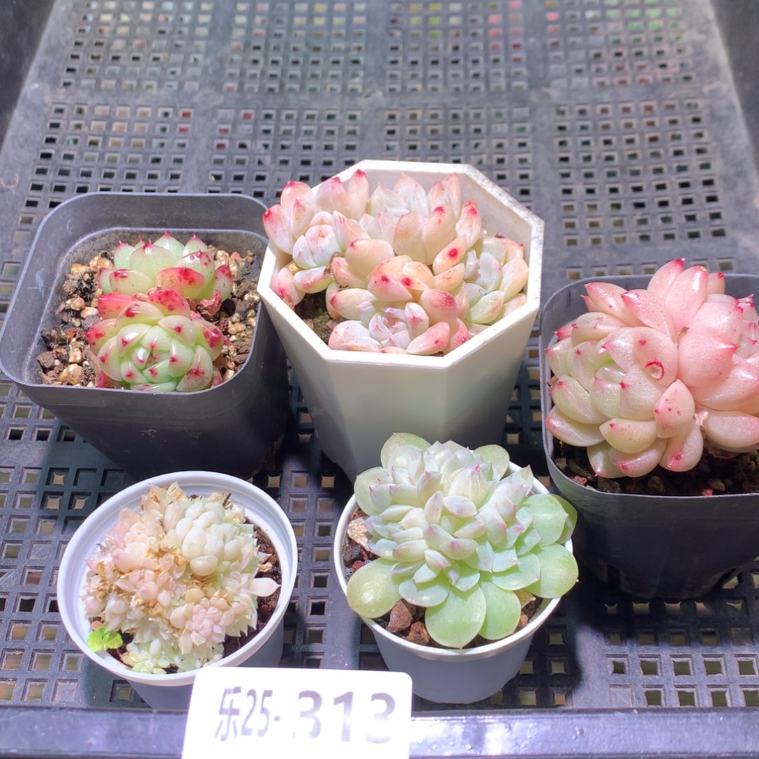 乐然25-313 框拍5颗 