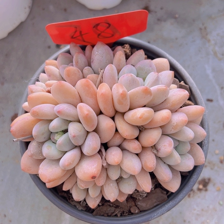 健健康康平平安安