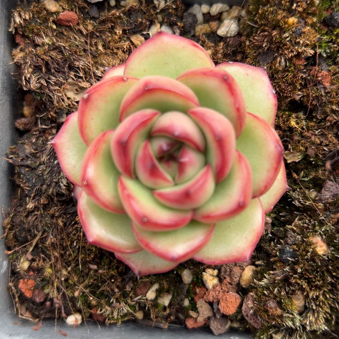 万宝龙精控多肉一物一拍