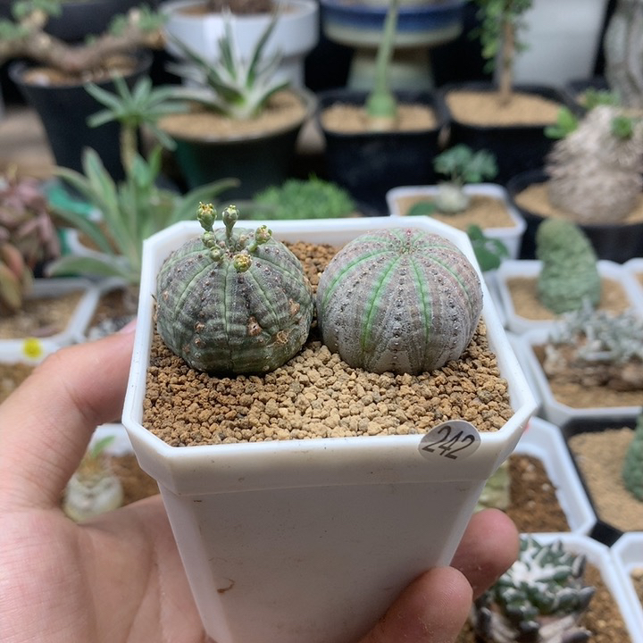 自根布纹球2颗带盆