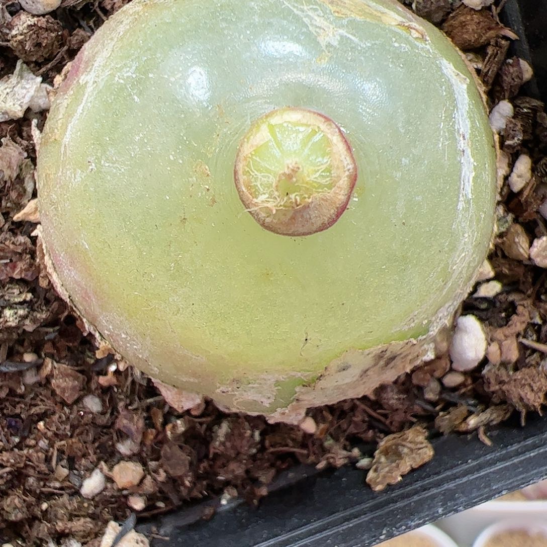 【闪购商品】194 大灯泡3.8cm