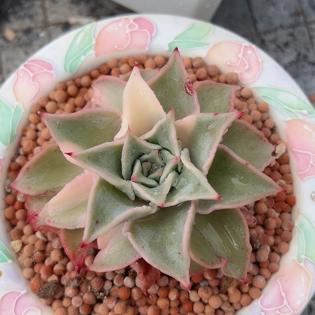 饺子皮锦，多肉植物