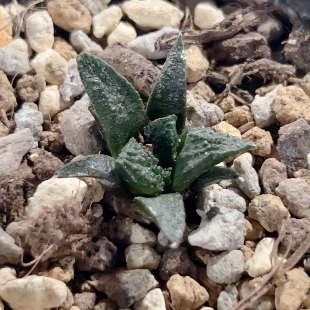 实生 龟甲牡丹仙人球