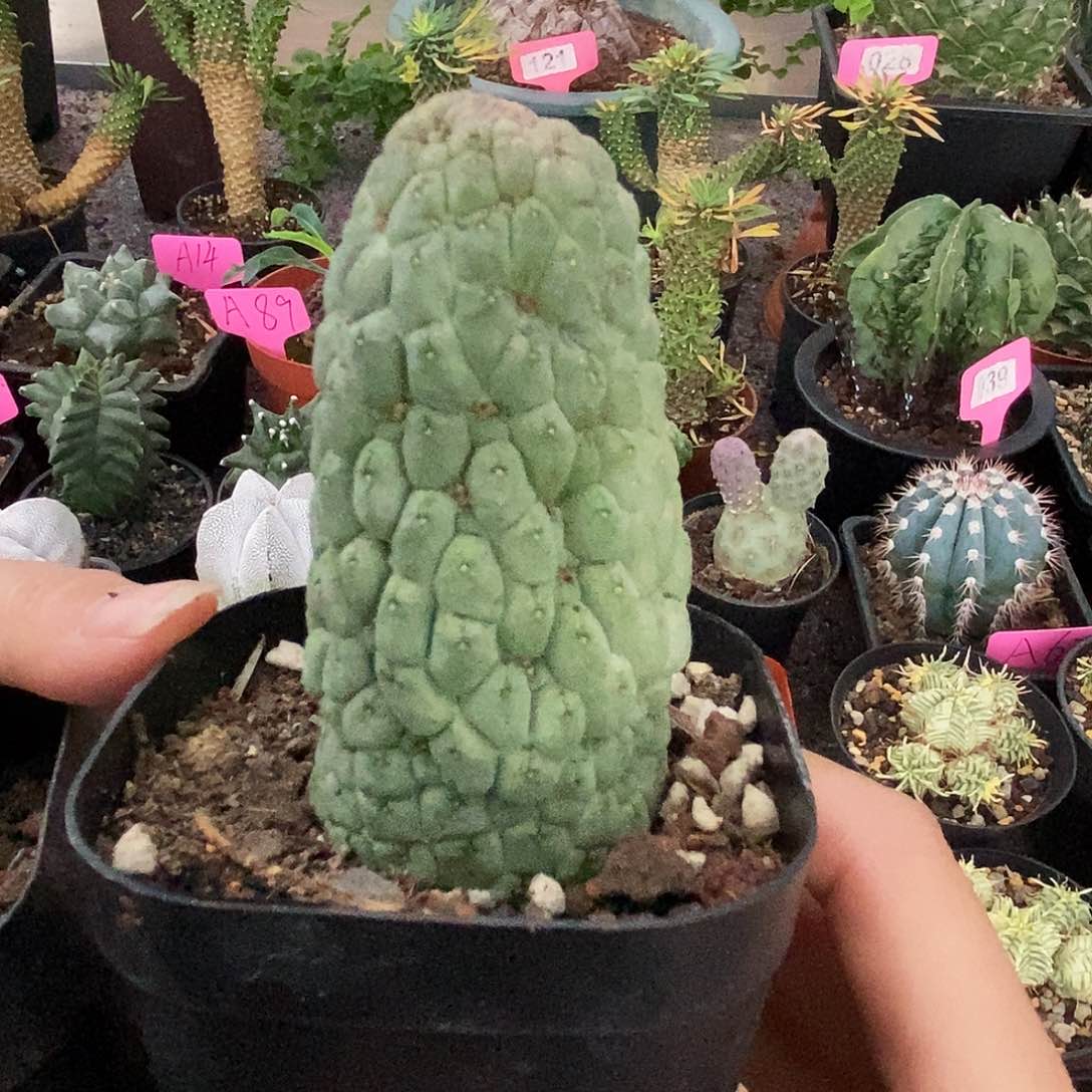 花花草草花花草草