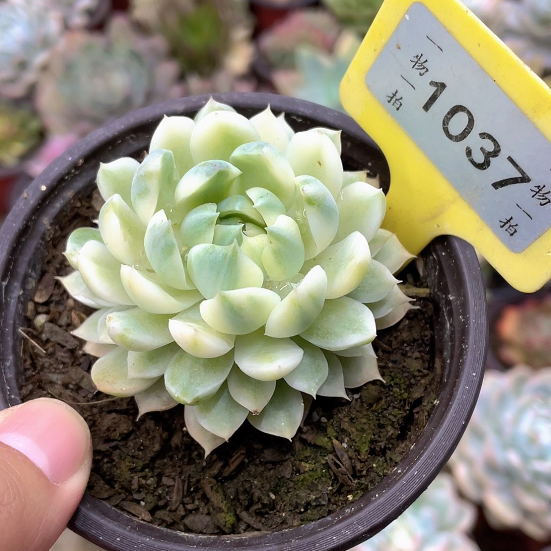 陈***q1037号多肉植物盆栽