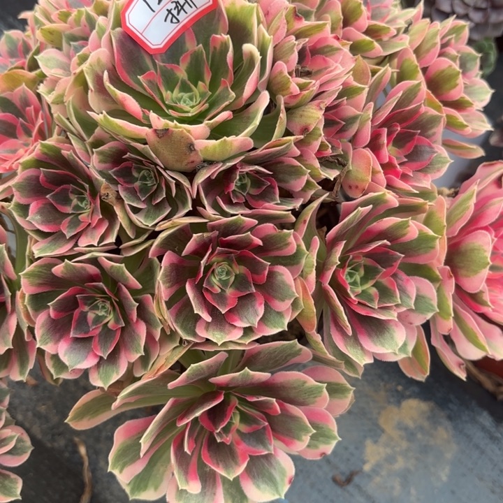 粉体女巫法师不包损11