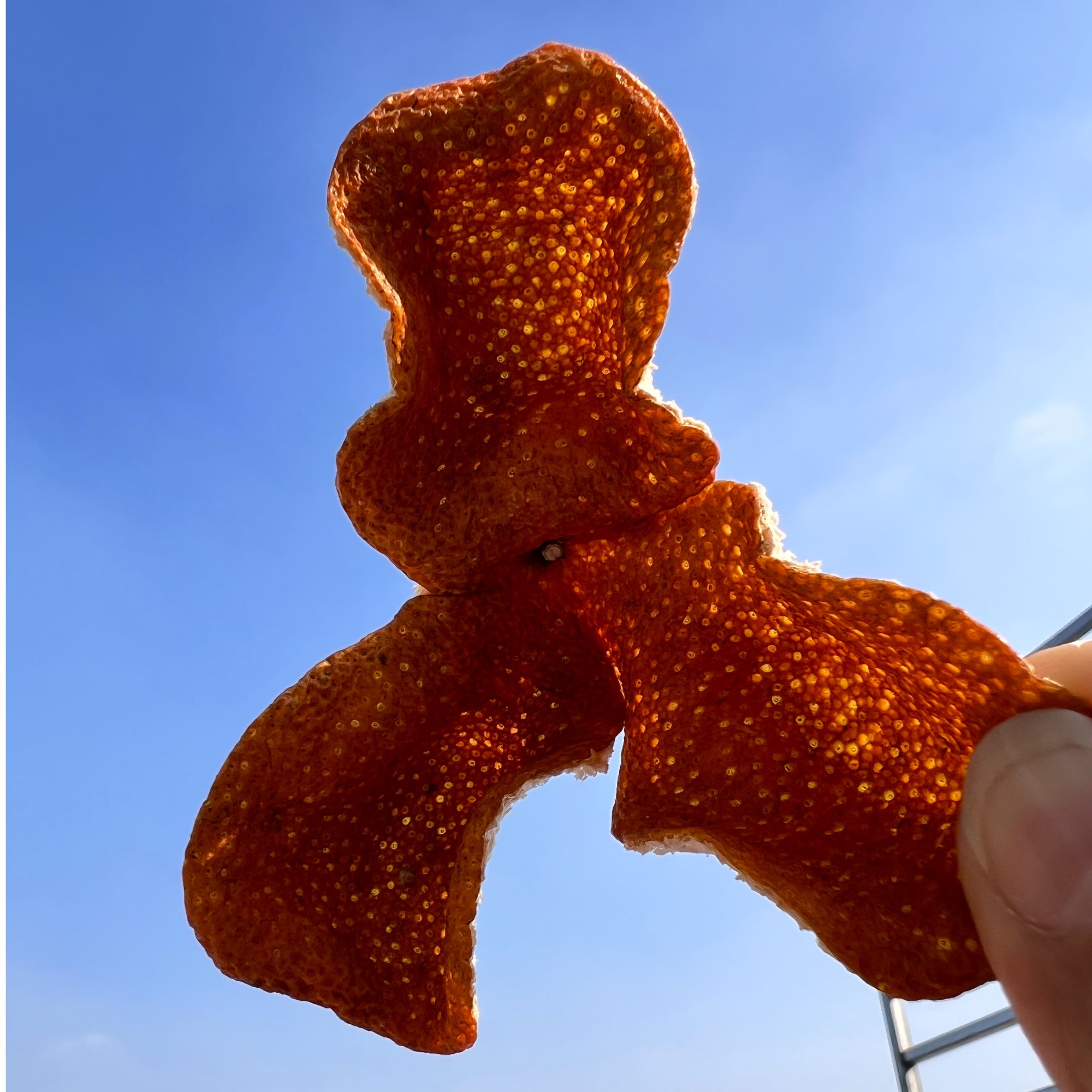 【西甲冬后大红小叶油身】西甲2025年原枝小叶油身冬后大红皮 