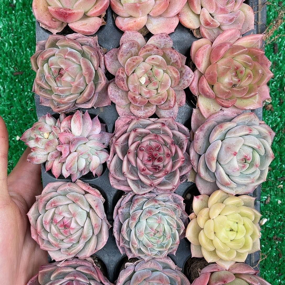 多肉一物一拍24-215