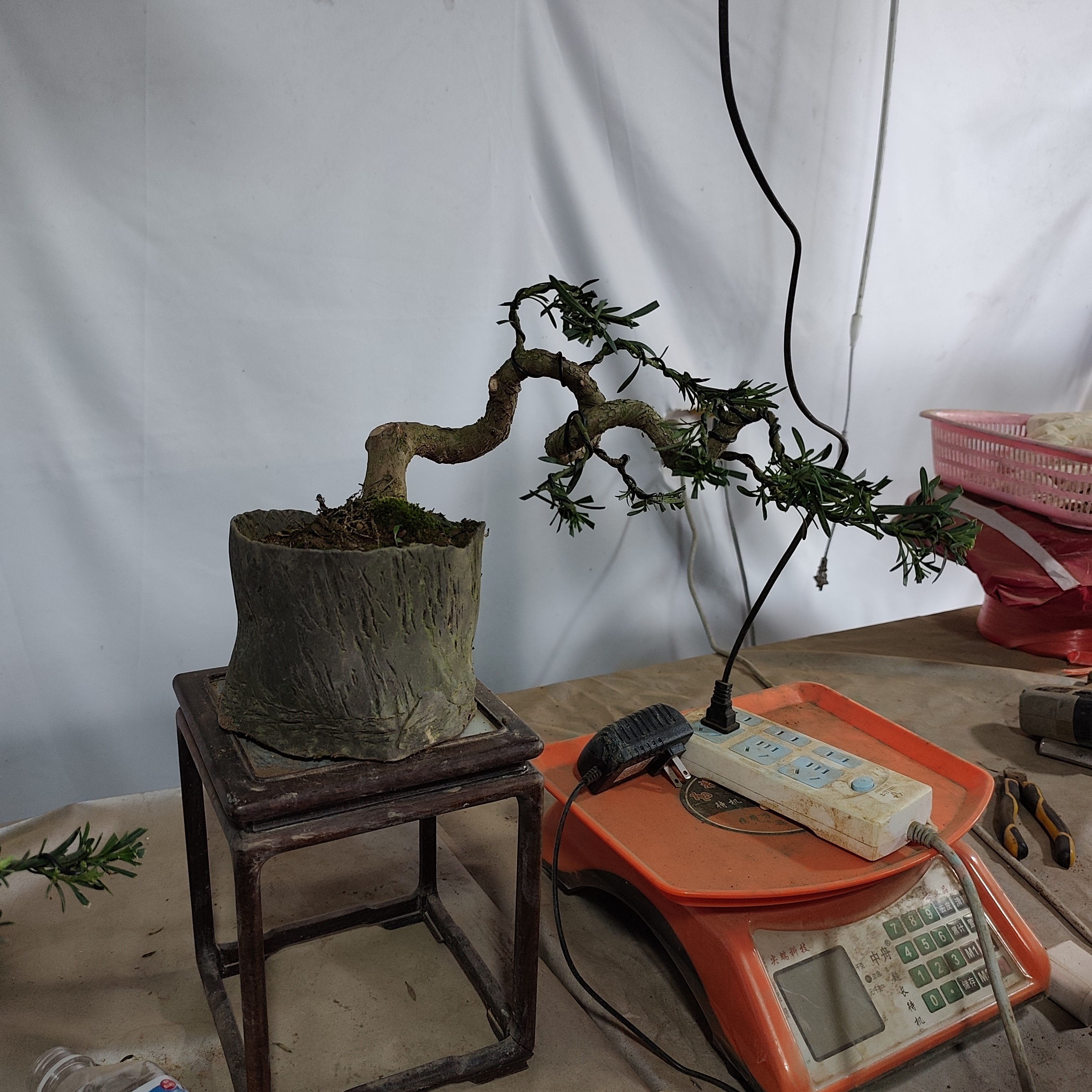 雀舌罗汉松童子功素材桩