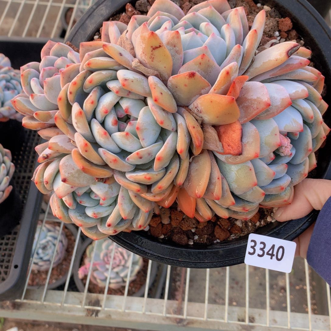 3340多头一个大帅哥！不会