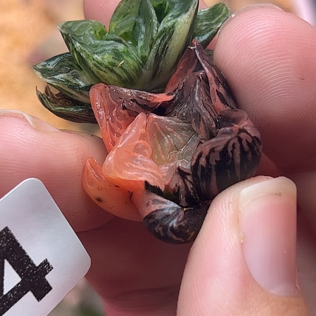 734超值组合十二卷多肉