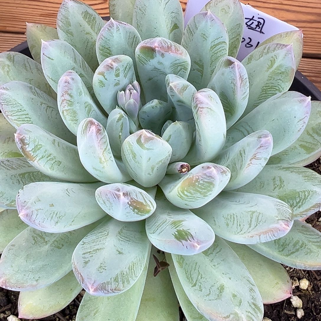 暗纹美人单头，一物一拍