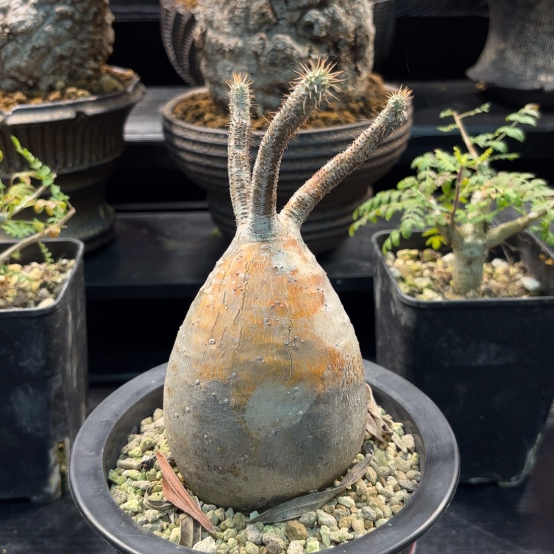 Y**G象牙宫熟桩带盆土