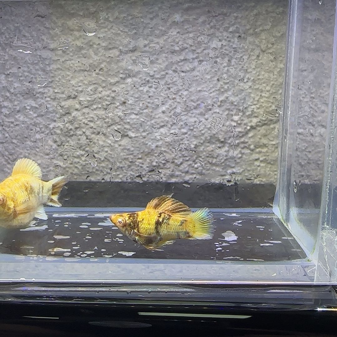 孔雀鱼金老虎玛丽。26号