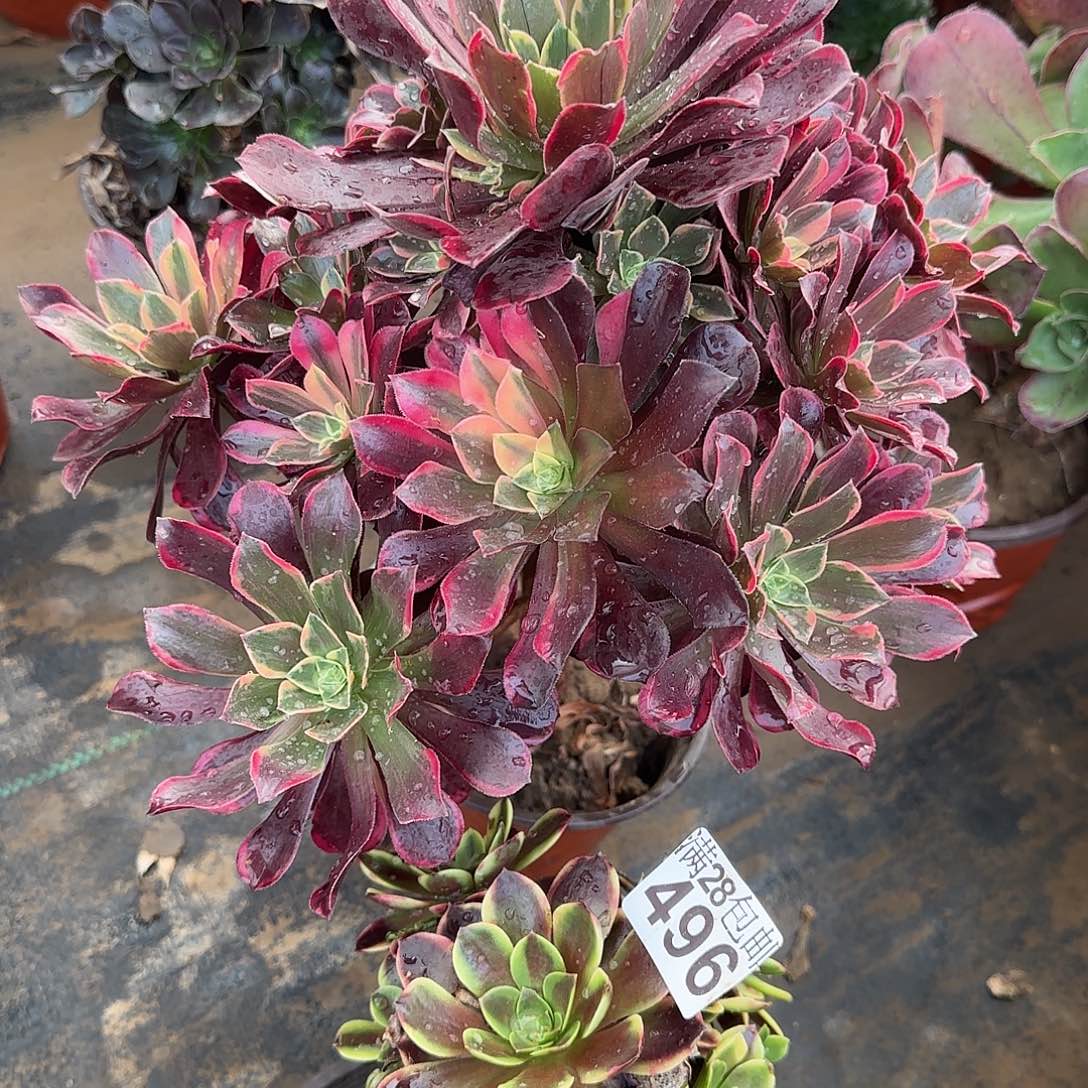 多肉465+496满28包邮断枝不包