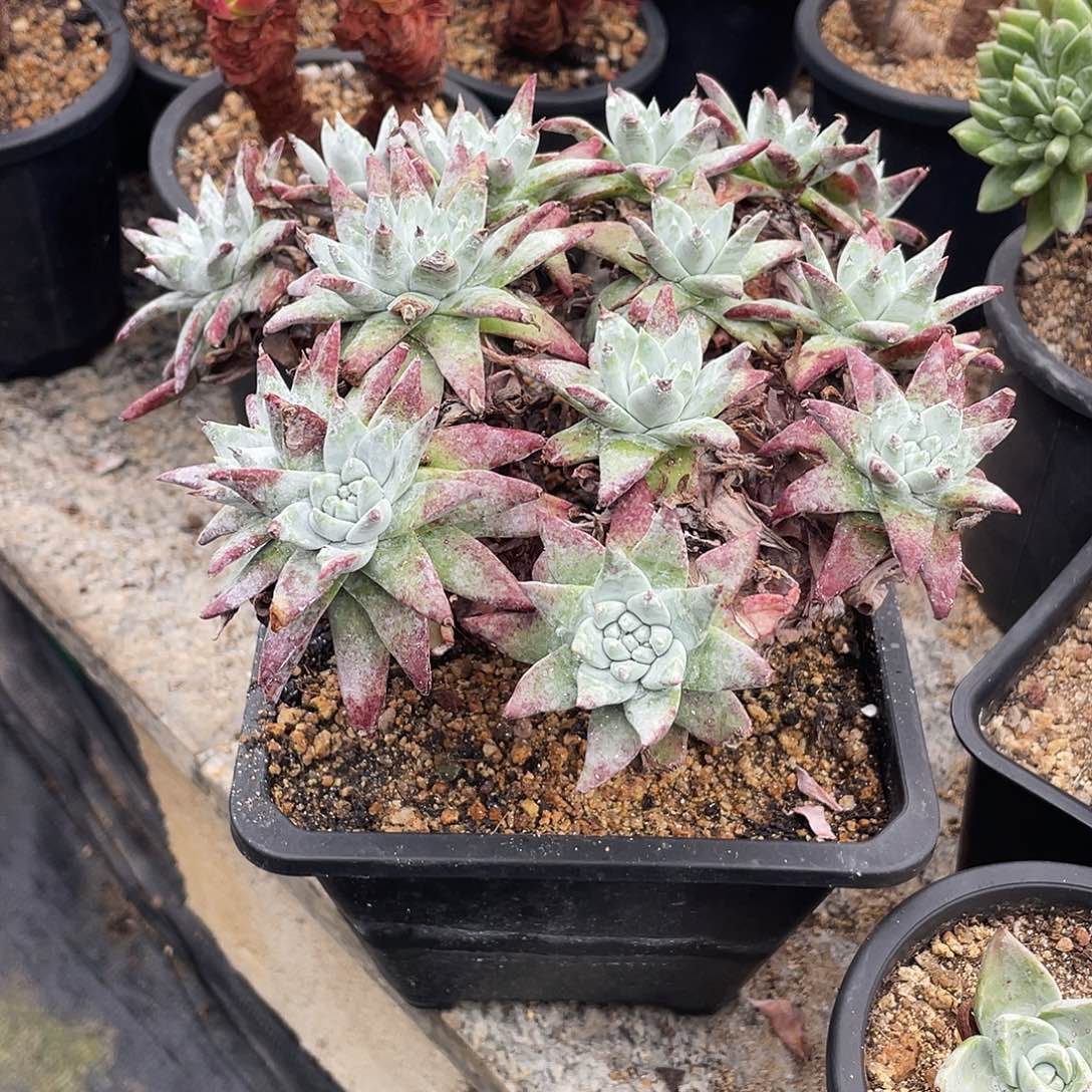 晨溪园艺仙女杯呀